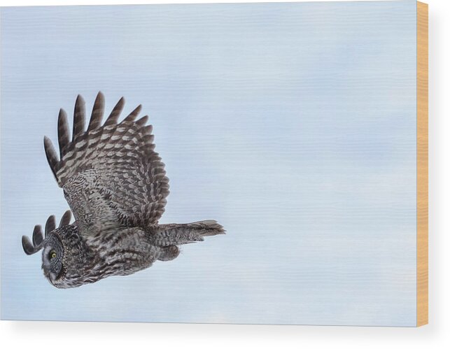 Bird Wood Print featuring the photograph Great Gray Owl in Flight by Brook Burling