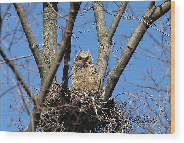 Great Horned Owl Wood Print featuring the photograph Great horned owl baby by Sarah Lalonde
