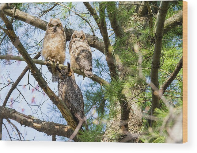 Great Horned Owl Wood Print featuring the photograph Great Horned Owl Family by Scene by Dewey