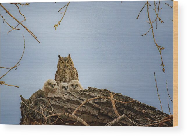 Owl Wood Print featuring the photograph Great Horned Owl Family by Jared Perry