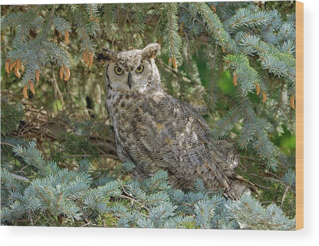 Fine Art Horned Owl Greeting Cards. Fine Art Great Horned Owl Greeting Cards. Great Horned Owl Photography. Owl Greeting Cards. Owl Pictures. Bird Photography. Nature Photography. Mountain Photography. Tree Photography. Wildlife Photography. Rabbets. Rodents. Crows. Ducks. Owls. Wood Print featuring the photograph Great Horned Owl by James Steele