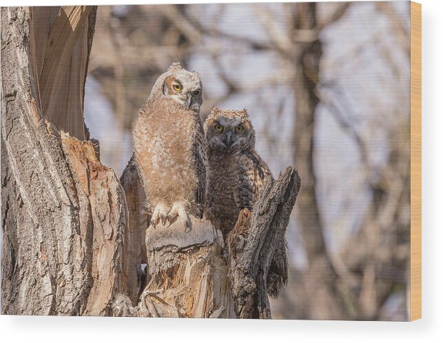 Owl Wood Print featuring the photograph Great Horned Owl Owlets at Sunset by Tony Hake