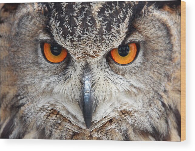 Great Horned Owl Wood Print featuring the photograph Great horned Owl by Pierre Leclerc Photography