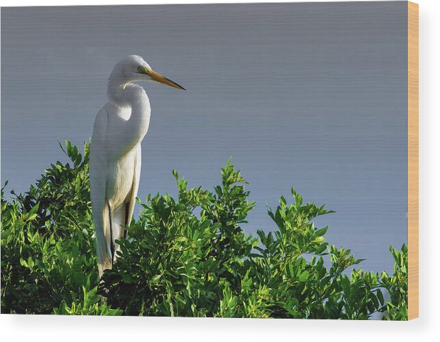 Bird Wood Print featuring the photograph Great White Egret by Dillon Kalkhurst