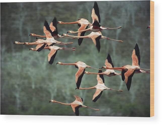 Mp Wood Print featuring the photograph Greater Flamingo Phoenicopterus Ruber by Tui De Roy