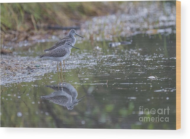 Greater Yellowlegs Wood Print featuring the photograph Greater Yellowlegs Reflected by Eva Lechner