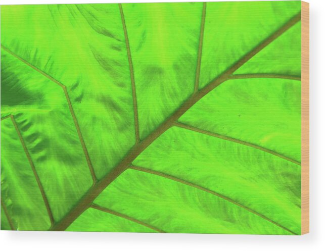 Eden Project Wood Print featuring the photograph Green Abstract No. 5 by Helen Jackson