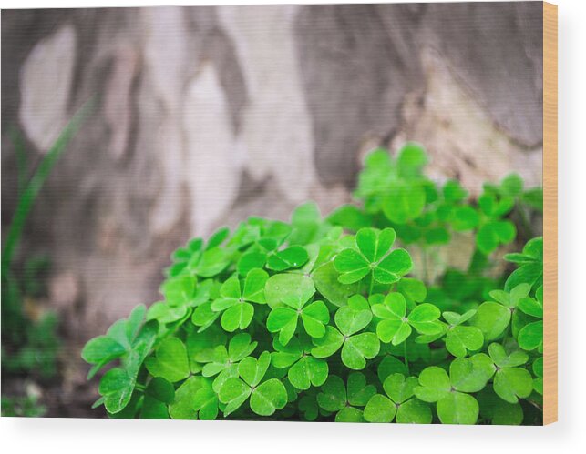 Abstract Wood Print featuring the photograph Green Clover and Grey Tree by John Williams