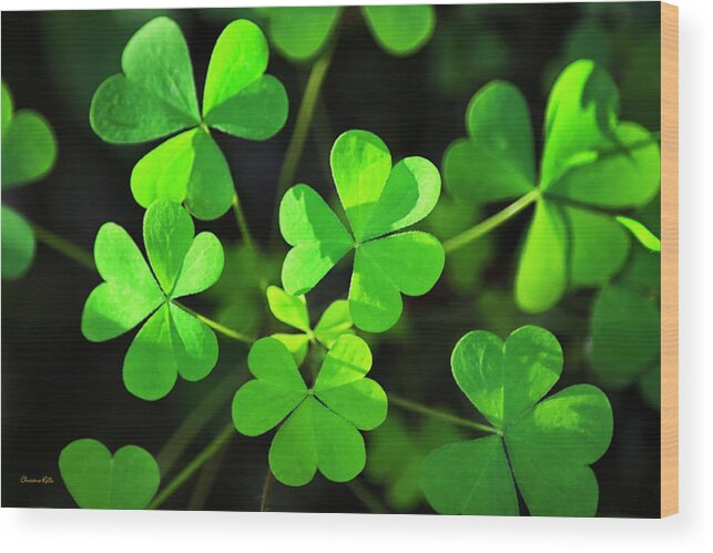Clover Wood Print featuring the photograph Green Clover by Christina Rollo