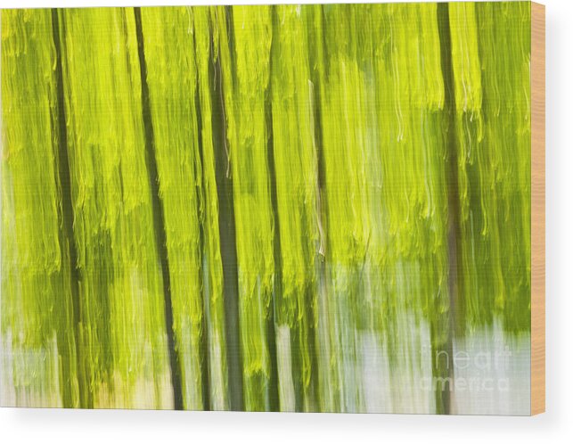 Abstract Wood Print featuring the photograph Green forest abstract by Elena Elisseeva