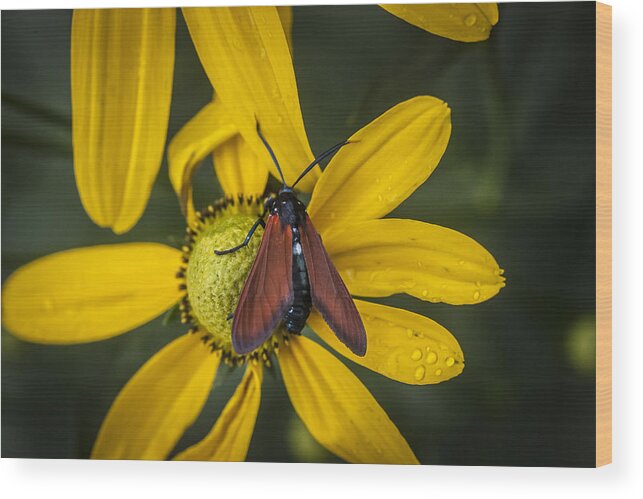 Echinacea Wood Print featuring the photograph Green Headed Coneflower Moth by Rich Franco