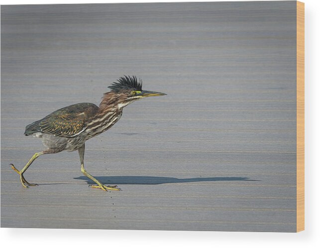 Photograph Wood Print featuring the photograph Green Heron On a Mission by Cindy Lark Hartman