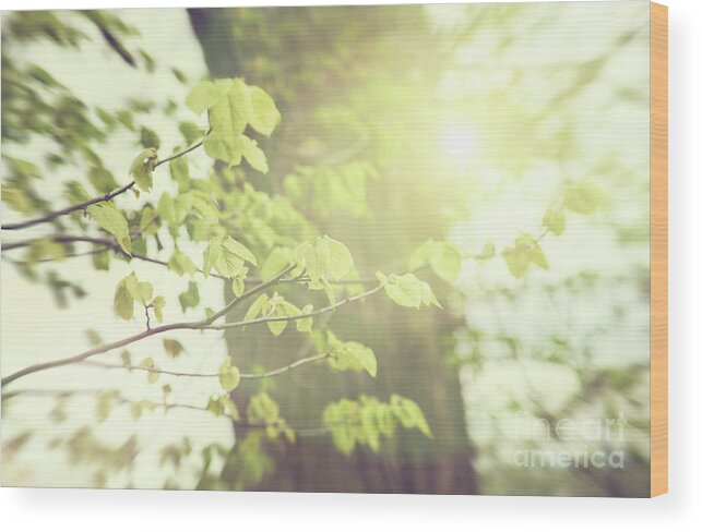 Abstract Wood Print featuring the photograph Green leaves blooming in early spring by Sandra Cunningham
