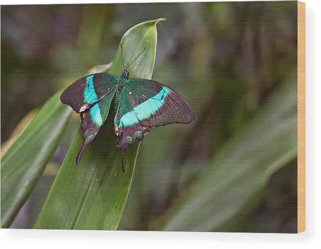 Insect Wood Print featuring the photograph Green Moss Peacock Butterfly by Peter J Sucy