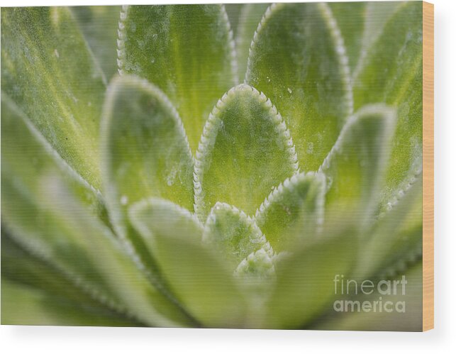 Colorado Wood Print featuring the photograph Green Succulent by Ashley M Conger