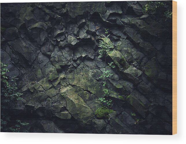 Plant On Rock Wall Wood Print featuring the photograph Green by Zoltan Toth