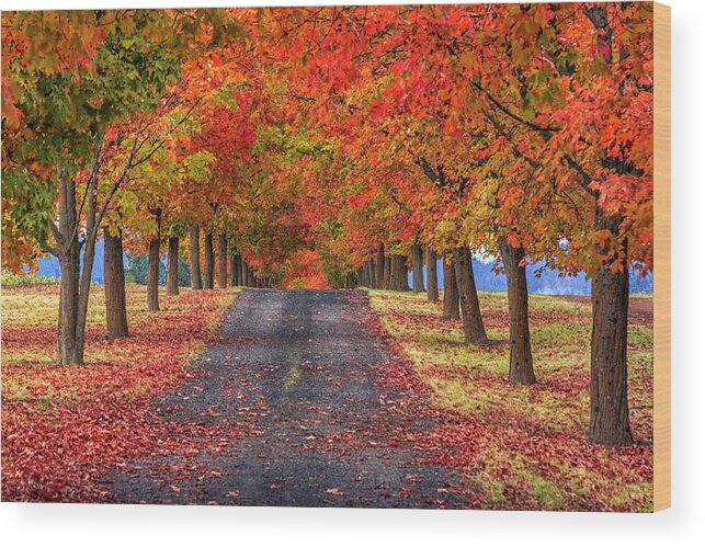 Greenbluff Wood Print featuring the photograph Greenbluff Autumn by Mark Kiver