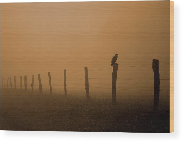 Crow Silhouette Wood Print featuring the photograph Greeting The Morning by Michael Eingle