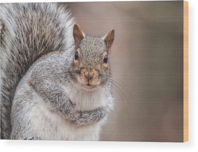 Squirrel Wood Print featuring the photograph Greetings by Cathy Kovarik