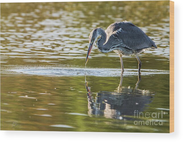 Grey Heron Wood Print featuring the photograph Grey Herons Catch by Torbjorn Swenelius