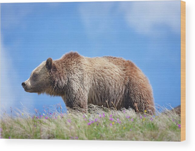 Mark Miller Photos Wood Print featuring the photograph Grizzly and Blue Sky by Mark Miller