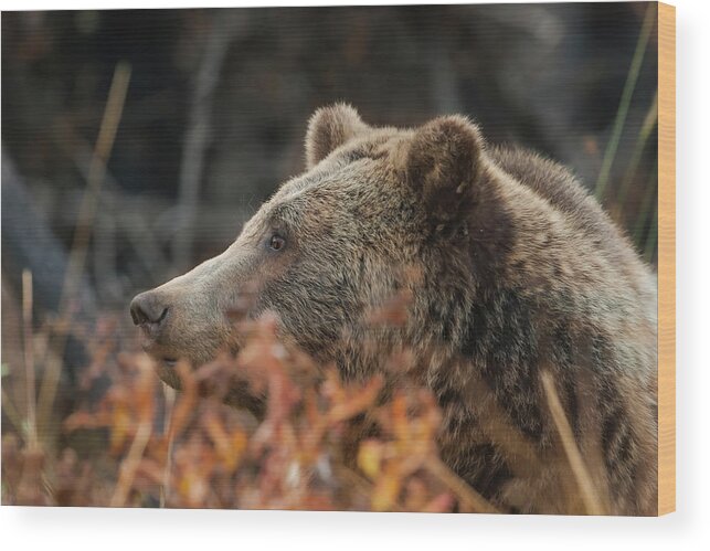 Mark Miller Photos Wood Print featuring the photograph Grizzly Bear Portrait in Fall by Mark Miller
