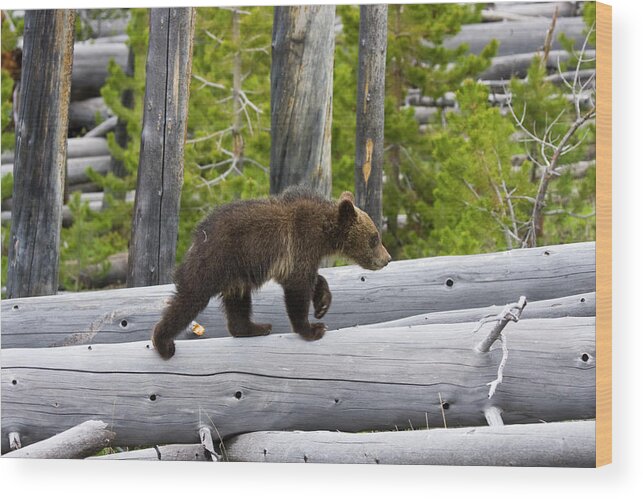 Nature Wood Print featuring the photograph Grizzly Cub by Mark Miller