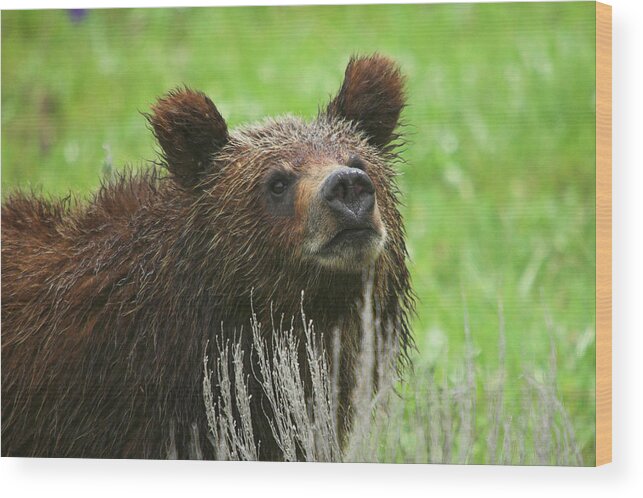 Grizzly Wood Print featuring the photograph Grizzly Cub by Steve Stuller