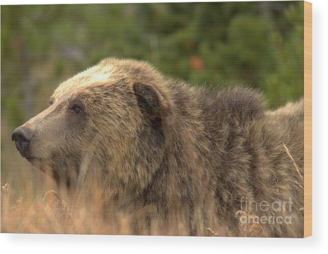 Grizzly Bear Wood Print featuring the photograph Grizzly Hidden In The Brush by Adam Jewell