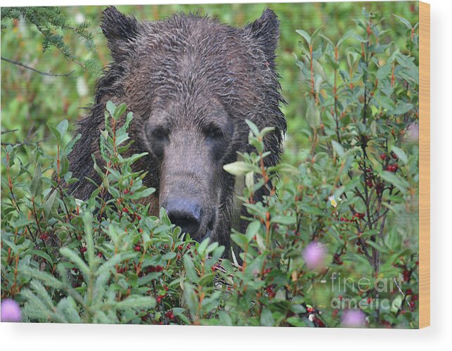 Deanna Cagle Wood Print featuring the photograph Grizzly in the Berry Bushes by Deanna Cagle