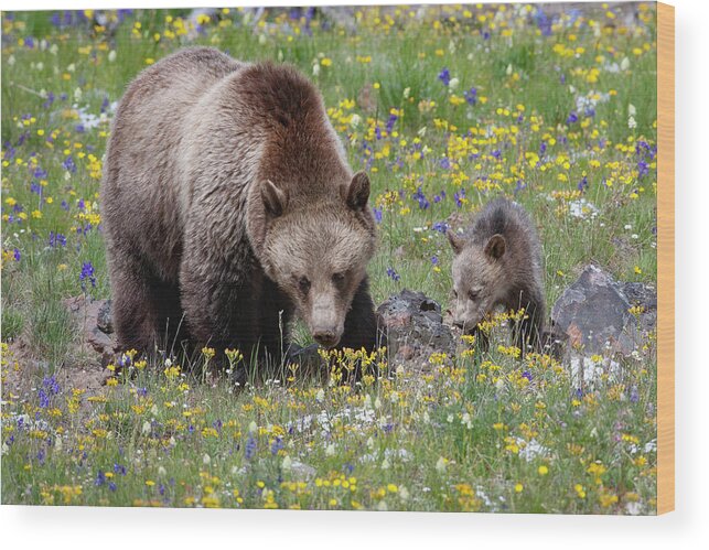 Mark Miller Photos Wood Print featuring the photograph Grizzly Sow and Cub in Summer Flowers by Mark Miller