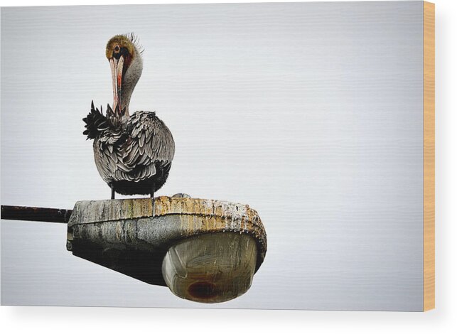 Birds Wood Print featuring the photograph Grooming Time by AJ Schibig