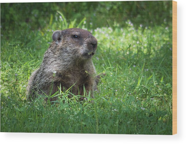 Wildlife Wood Print featuring the photograph Groundhog Posing by John Benedict