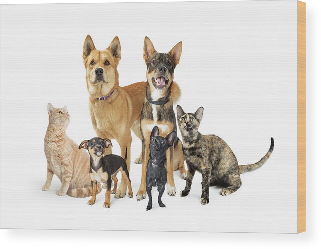 Group Wood Print featuring the photograph Group of Cats and Dogs Looking Up on White by Good Focused