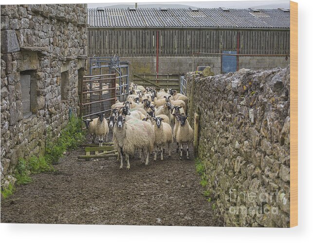 Sheep Wood Print featuring the photograph Yorkshire sheep on farm by Patricia Hofmeester