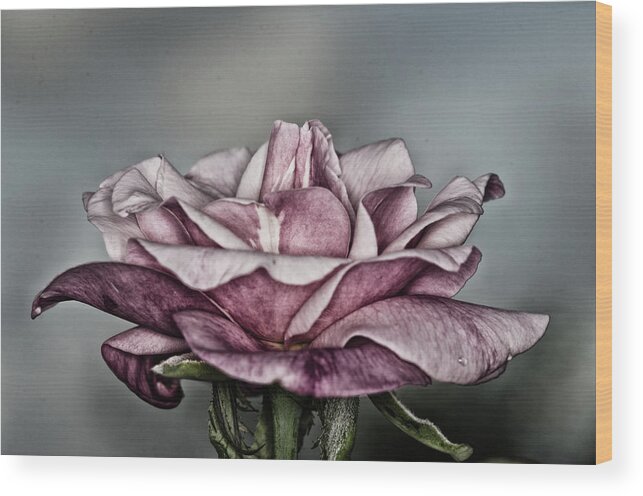 Rose Wood Print featuring the photograph Grungy Rose by Artful Imagery