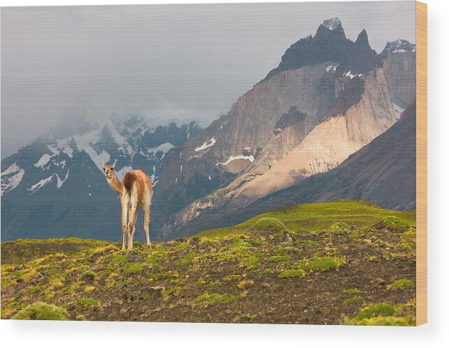 Guanaco Wood Print featuring the photograph Guanaco - Patagonia by Carl Amoth