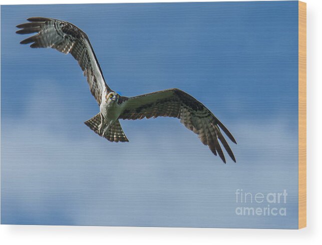 Osprey Wood Print featuring the photograph Gulf Osprey by Metaphor Photo