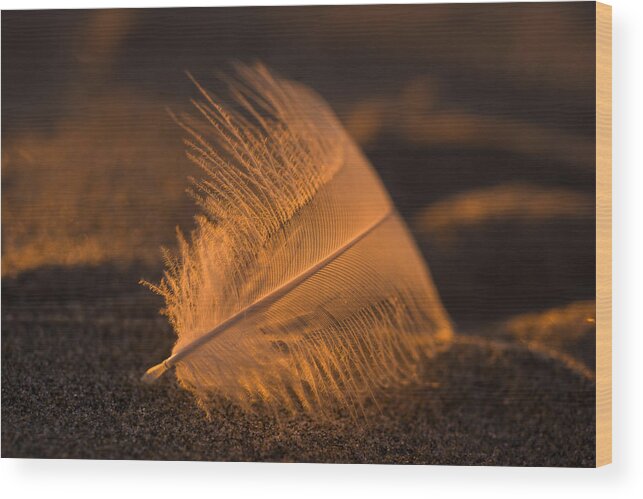 Feather Wood Print featuring the photograph Gull Feather at Sunset by Robert Potts