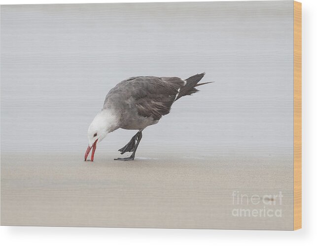 Herrmann's Gull Wood Print featuring the photograph Gull on the Beach by Ruth Jolly