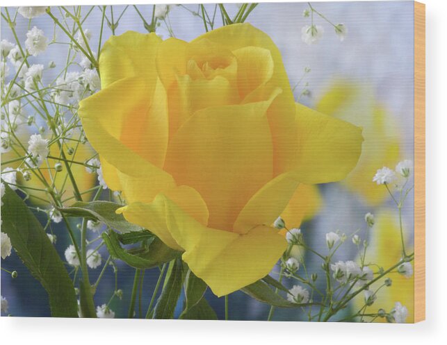 Rose Wood Print featuring the photograph Gypsophila And The Rose. by Terence Davis