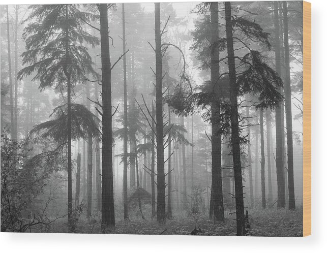 Forest Wood Print featuring the photograph Half Century by Mary Amerman