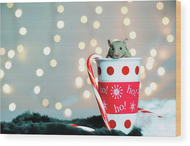 Hamster Wood Print featuring the photograph Hamster for the Holidays by Tammy Ray