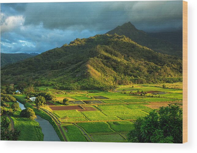 Landscape Wood Print featuring the photograph Hanalei Valley Taro Fields by James Eddy
