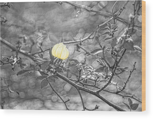 Sharon Wood Print featuring the photograph Hanging Fairy Lantern by Sharon Popek
