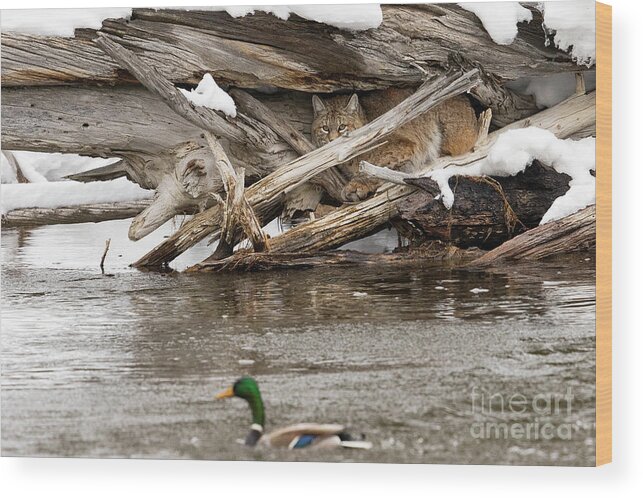 Bobcat Wood Print featuring the photograph Duck Blind #1 by Aaron Whittemore
