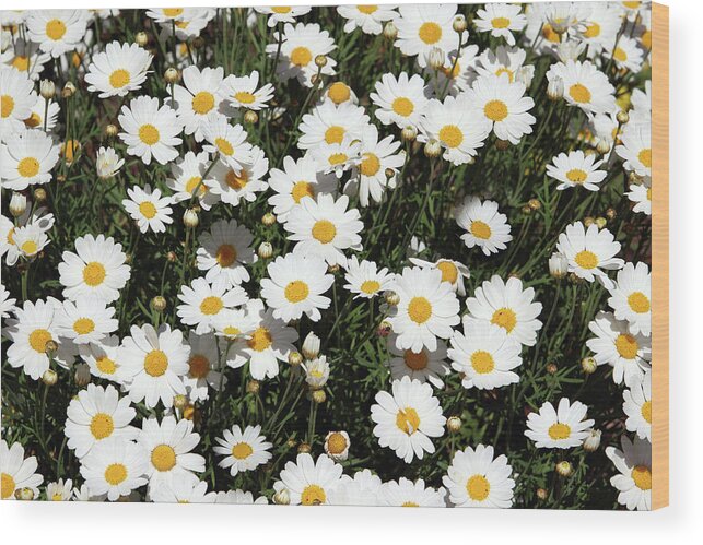 Daisy Wood Print featuring the mixed media Happy Daisies- Photography by Linda Woods by Linda Woods