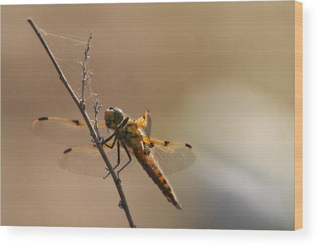 Dragonfly Wood Print featuring the photograph Harbinger of luck by David Barker