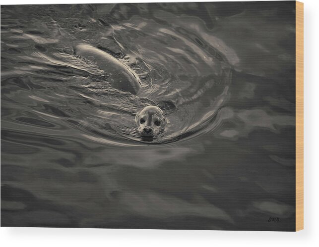 Seal Wood Print featuring the photograph Harbor Seal IV Toned by David Gordon
