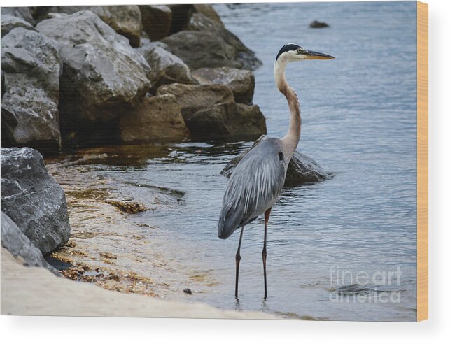 Blue Heron Wood Print featuring the photograph Harbor watch by Barry Bohn